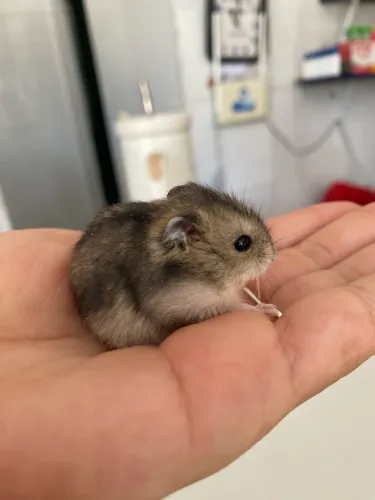 Hamster 