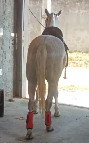 Cavalo bom e ligeiro