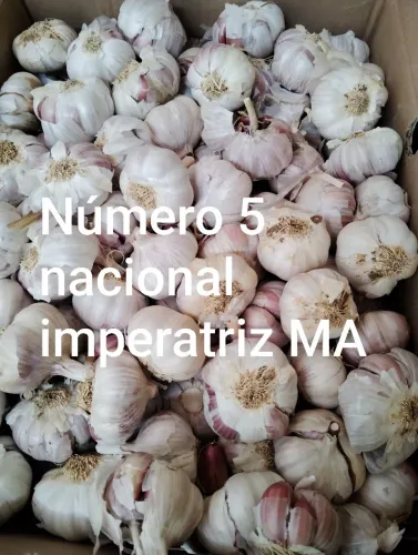 Alho roxo nacional