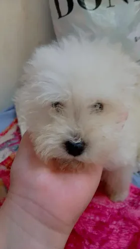 Filhotes Maltipoo