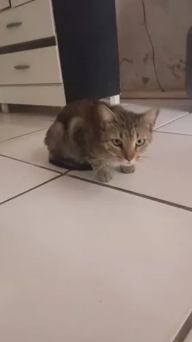 Gata adulta para adoção 