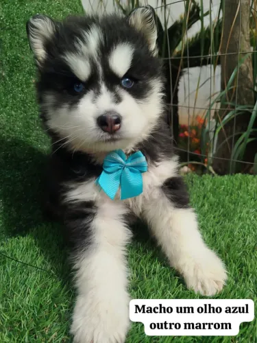 Husky Siberiano filhotes