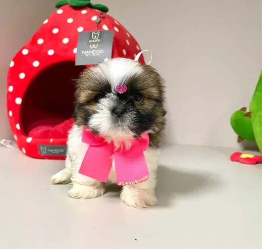 Shihtzu fêmea mini