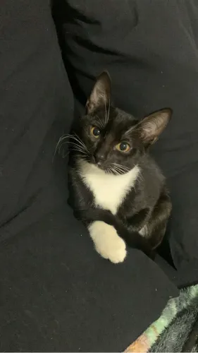 Doação de gato