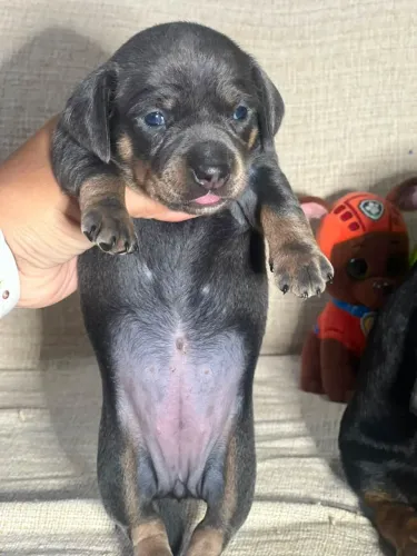 Dachshund Blue disponível para venda!
