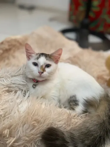 Gata castrada