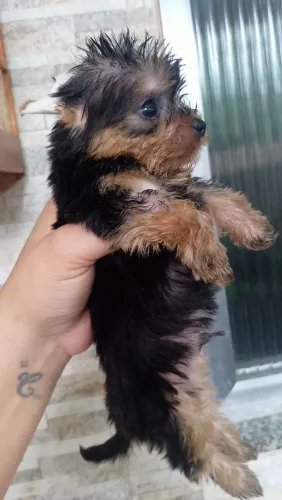 Filhote de yorkshire terrier e black machos