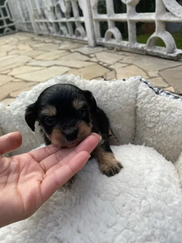 Filhote de Dachshund com shih tzu