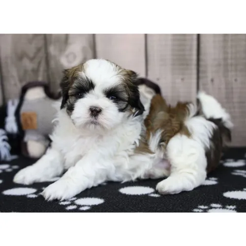 Shih tzu:O amiguinho mais calmo e dócil para o seu lar.