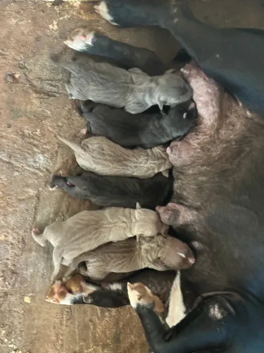 Filhotes disponíveis de pitbull 