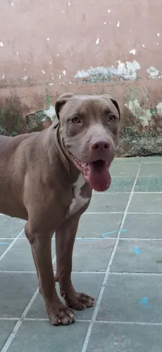 Pit monstro cachorra fêmea 