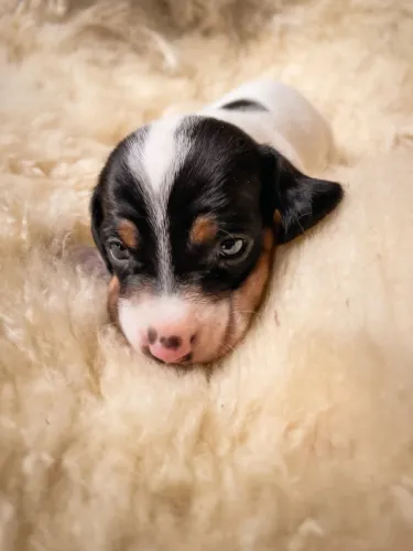 Filhotes Dachshund | Piebald, Chocolate e Preto | Vacinados | Florianópolis SC