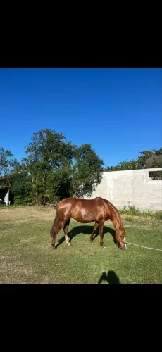 Égua quarto de milha 