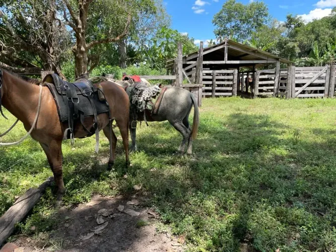 Fazenda Dupla Aptidão 275 Alquieres Colinas Tocantins