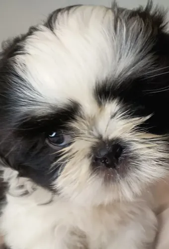Shih Tzu Fêmea