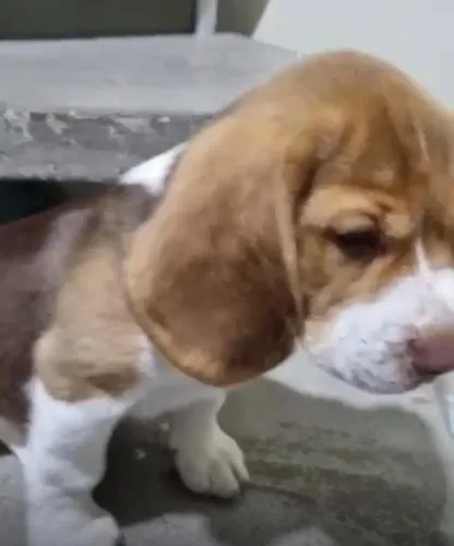 Beagle prontos para novo lar 