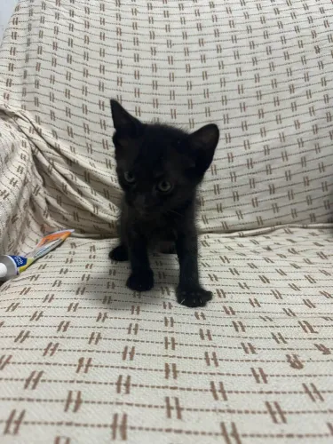 DOIS GATINHOS LINDO DOAÇÃO