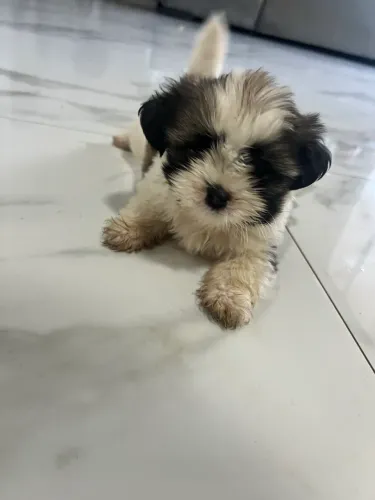VENDO FILHOTE RAÇA SHIH TZU
