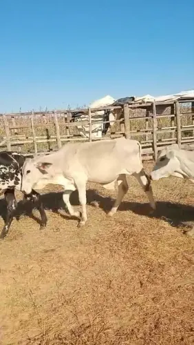 VENDE-SE LOTE DE BEZERROS - BIRITINGA/BA