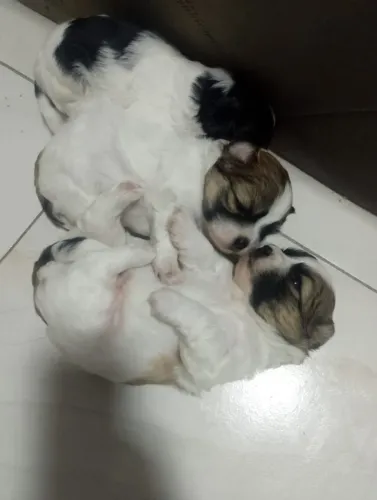 Cachorro shitszu 