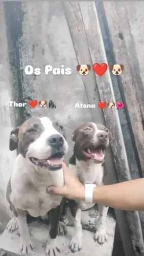 Pitbull puro
