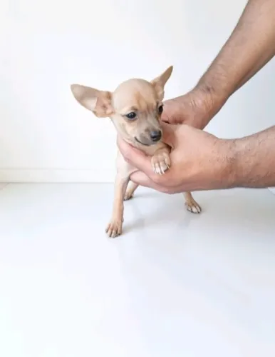 Filhote Pinscher pronto para novo lar