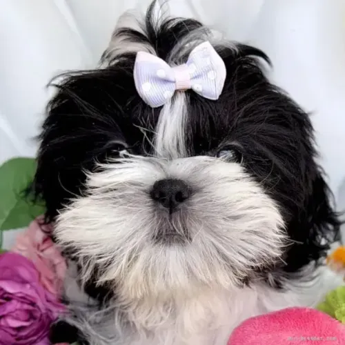 Filhotinhos de companhia Shih Tzu/ Shitzu mansos macho e fêmea com pedigree em São Paulo