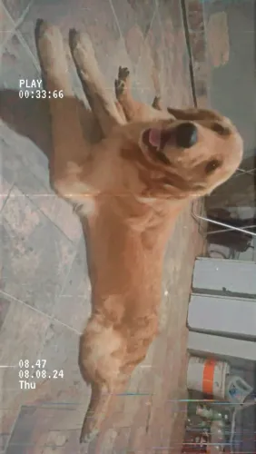 Golden macho 2 anos 