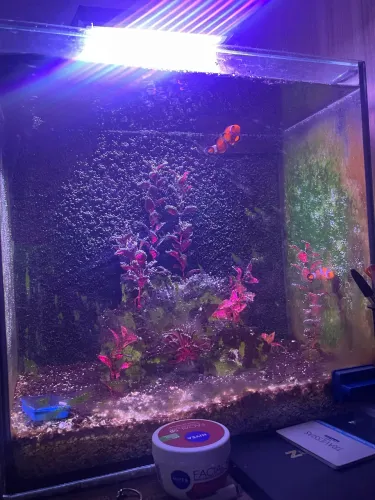 Aquário Marinho + pedra e luminária;