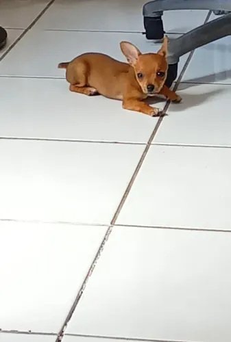 Fêmea de Pinscher minúscula.