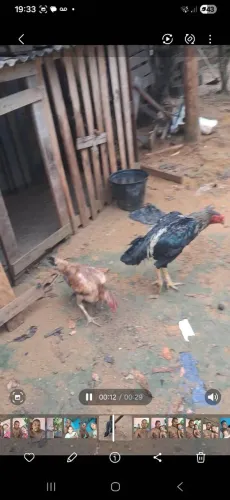 Dois galos e duas galinhas e 12 franguinhos pra venda