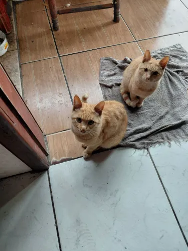 Doação de gatos laranja
