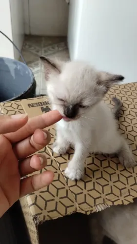 Doação de gatinhas siamesas brincalhonas e mansas