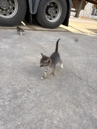 Adoção de gatos