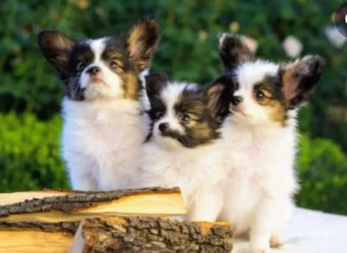 Oportunidade em SC - Filhote de Papillon - Fêmea 