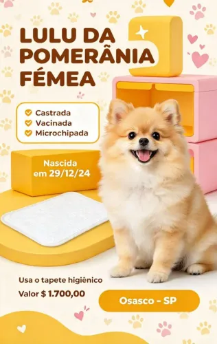 Vendo uma Lulu da Pomerânia fêmea