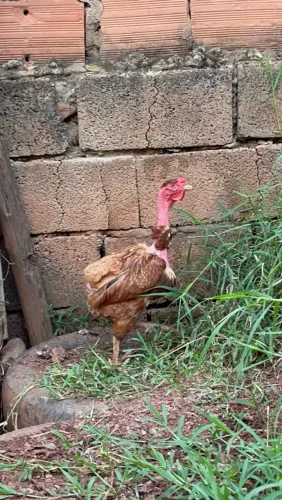 Galinha sura