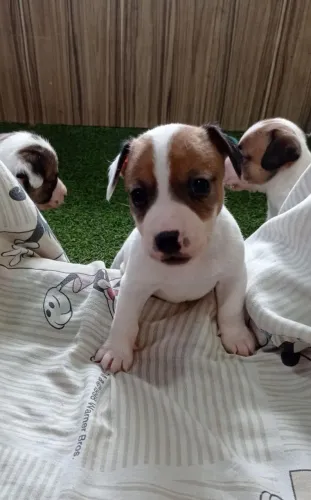 Cachorrinho Jack Russel terrier com Pedigree 