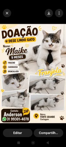 Gato Doação