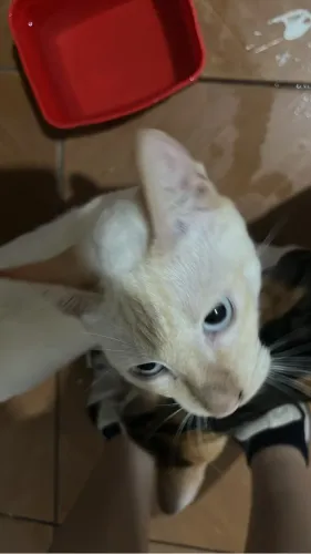 DOA-SE GATINHO BRANCO