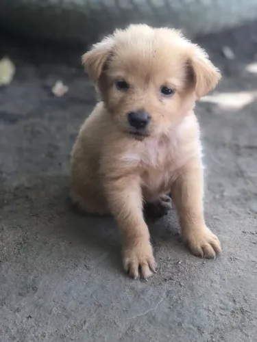 chow-chow