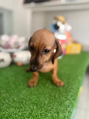 Dachshund - Tekel 