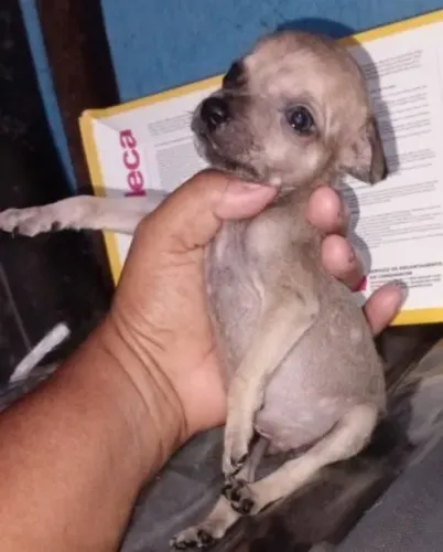 PINSCHER FEMÊA NÚMERO 1 COM NÚMERO 2