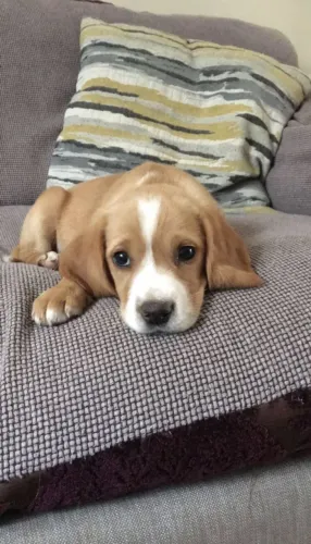 Filhotes de Beagle | Carinho, diversão e companhia.