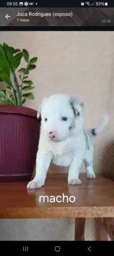 Border collie filhotes