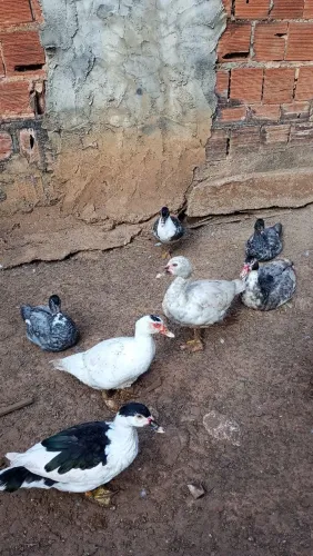 Patos : machos e fêmeas