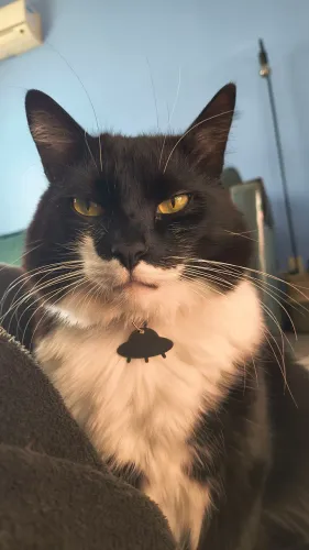 Doação responsável. Gato macho castrado.