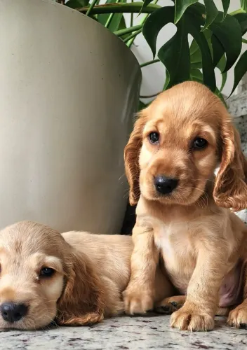 Cocker Spaniel - Filhotes Maravilhosos Com Pedigree!!