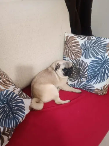 Vende-se Pug Fêmea com 6 meses