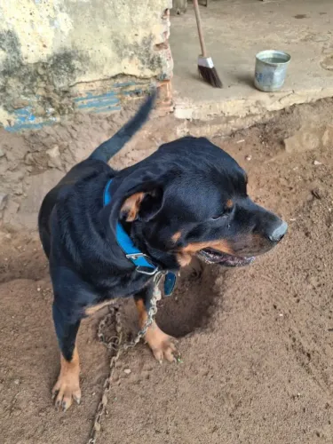Vendo filhote de rottweiler 